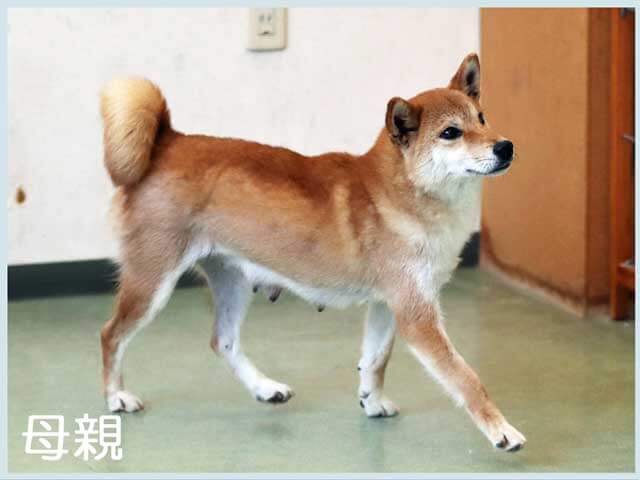 不動の夏実号 不動の夏実号