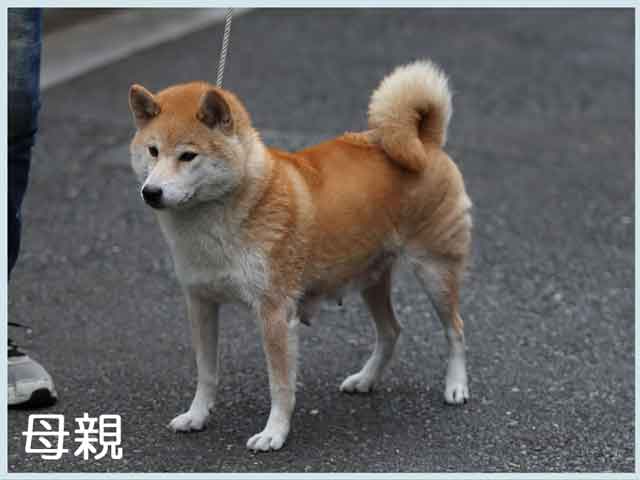 鈴の天花号 鈴の天花号