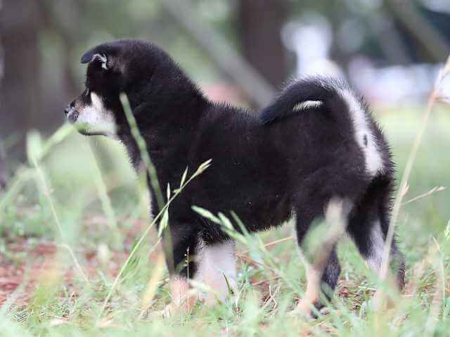 AI5I8182-3858黒メス AI5I8182-3858黒メス