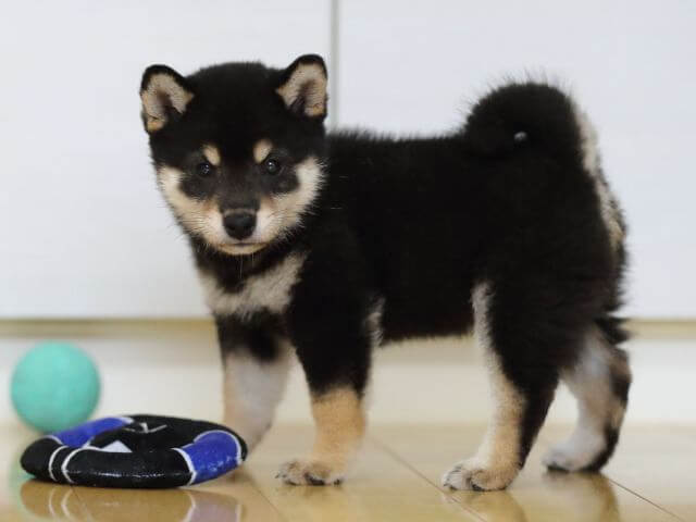 AI5I3073-3885黒メス AI5I3073-3885黒メス