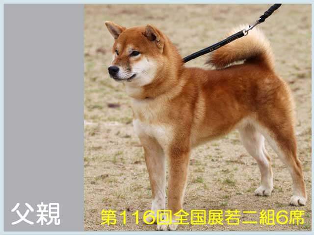 純犬紅丸号 純犬紅丸号