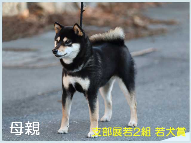 皇鈴乃奈々号 皇鈴乃奈々号