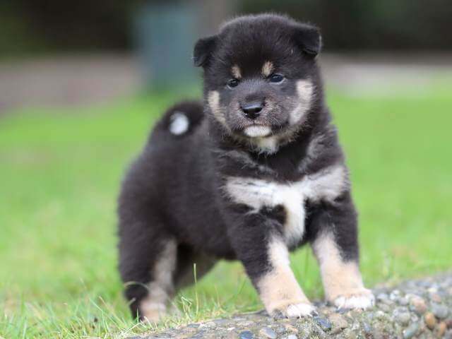 AI5I2022-3888黒オス AI5I2022-3888黒オス