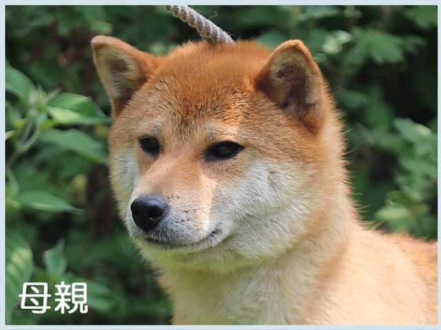 楓乃紅月姫号 楓乃紅月姫号