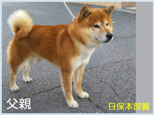 桜乃武春号 桜乃武春号