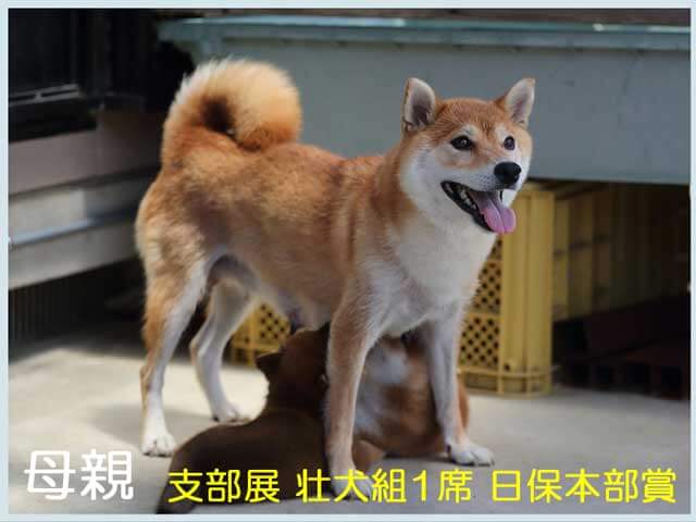 九州の美華号 九州の美華号