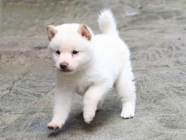 FP5A9292-3919白♂ FP5A9292-3919白♂