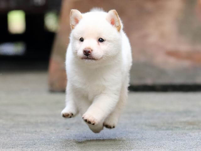 FP5A9269-3919白♂ FP5A9269-3919白♂
