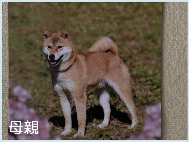 皇鈴の七星号 皇鈴の七星号