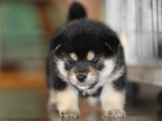AI5I1259-3928黒オス AI5I1259-3928黒オス