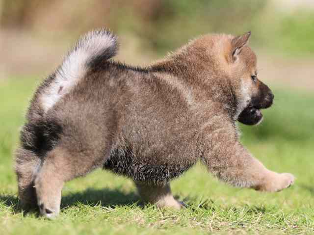 飼い主様決定の子犬 ID3939赤オス | 【柴犬.net】柴犬専門