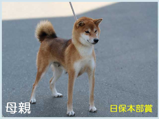 紅桜子号 紅桜子号