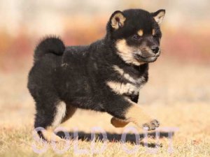 柴犬 春秋葵錦号｜黒オス】春秋七錦号の血統を継ぐ黒柴｜実績