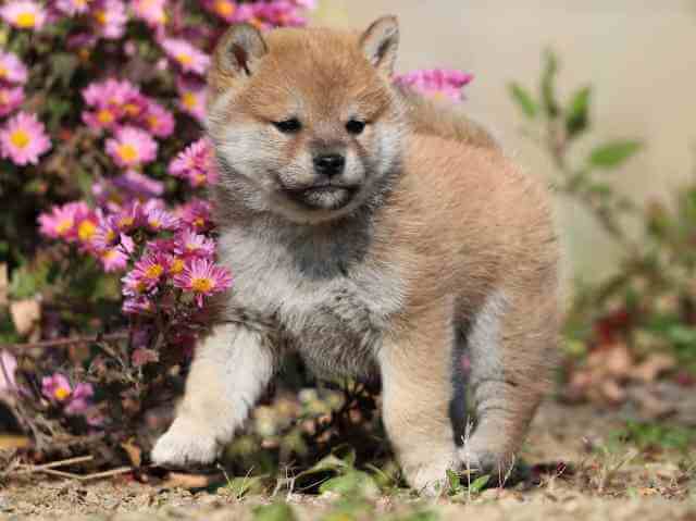 AI5I2279-3949赤メス AI5I2279-3949赤メス