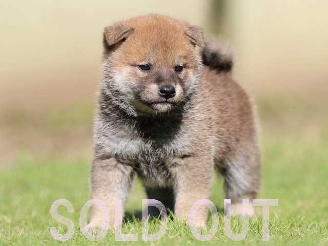 飼い主様決定の子犬 ID3938赤オス | 【柴犬.net】柴犬専門ブリーダー