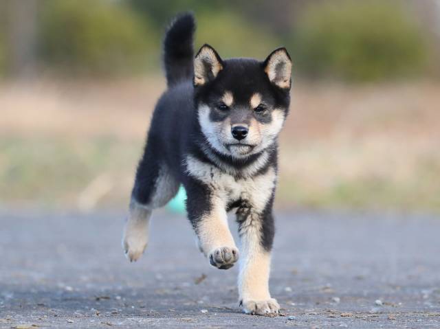 飼い主様決定の子犬 ID3956黒オス | 【柴犬.net】柴犬専門ブリーダー 