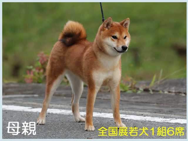 皇鈴の犬美号1 皇鈴の犬美号1