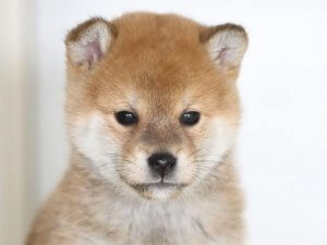 柴犬 様 93966-387-