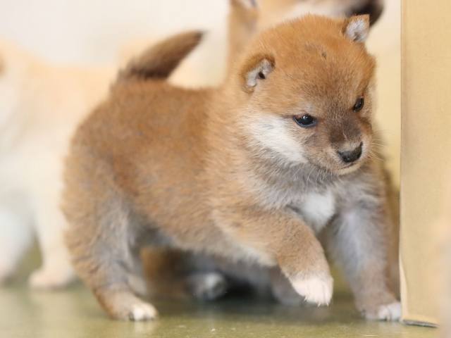 AI5I3650-4018赤オス AI5I3650-4018赤オス