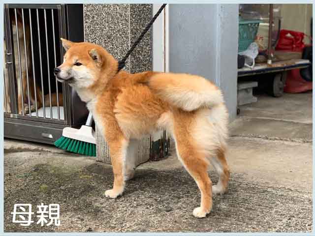 純犬司姫号 純犬司姫号