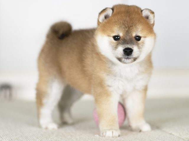 DSC00466-4029赤メス DSC00466-4029赤メス