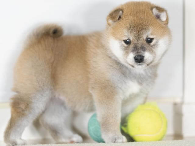 DSC00651-4028赤オス DSC00651-4028赤オス