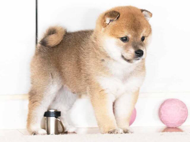 DSC01660-4027赤オス DSC01660-4027赤オス