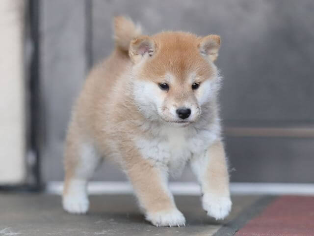 AI5I8063-4024赤オス AI5I8063-4024赤オス