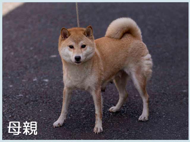 富士子姫号 富士子姫号