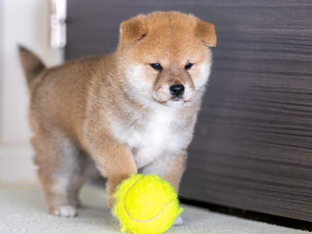 DSC00581-4051赤メス DSC00581-4051赤メス