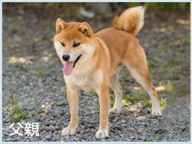 鳥羽の錦竜号 鳥羽の錦竜号