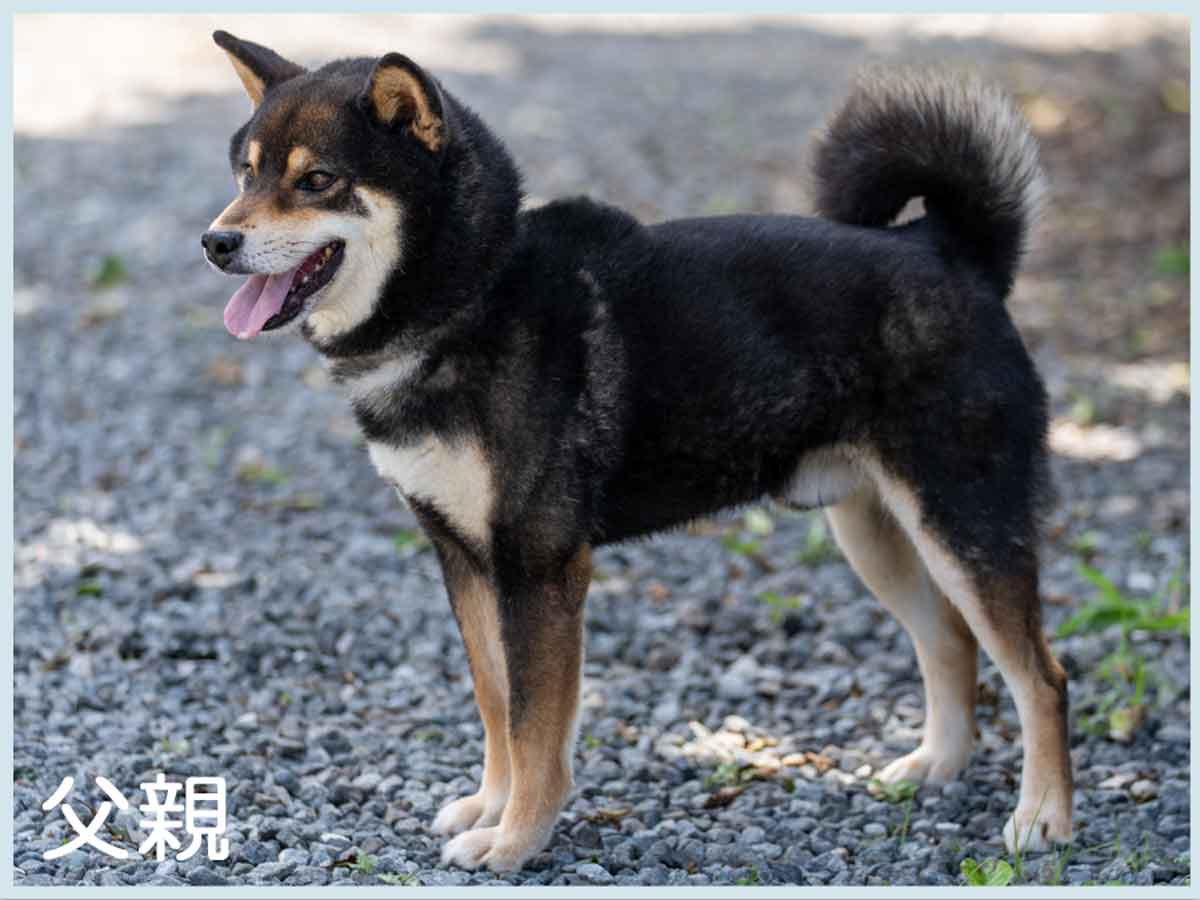 義の黒甲号 義の黒甲号