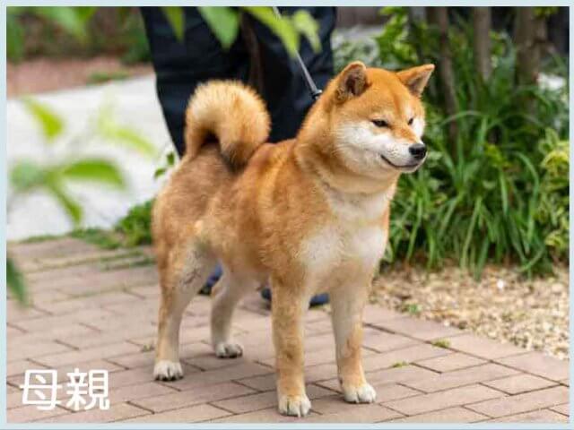 豊後江姫号 豊後江姫号