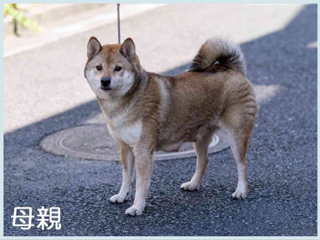 山の鈴音号 山の鈴音号