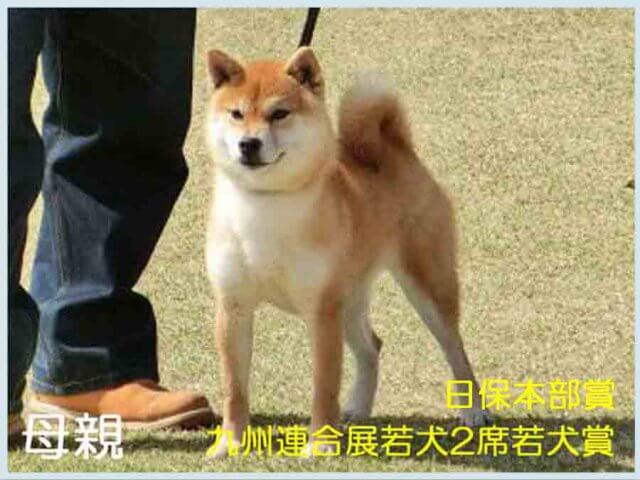 純犬真留姫号 純犬真留姫号