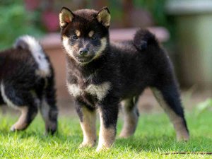 柴犬 春秋葵錦号｜黒オス】春秋七錦号の血統を継ぐ黒柴｜実績