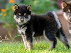 柴犬 春秋葵錦号｜黒オス】春秋七錦号の血統を継ぐ黒柴｜実績