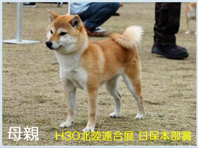住吉の小毬号 住吉の小毬号