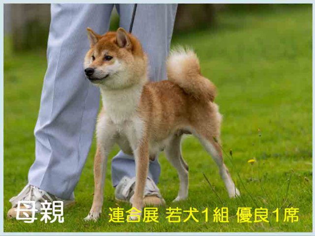 天神乃毬号 天神乃毬号