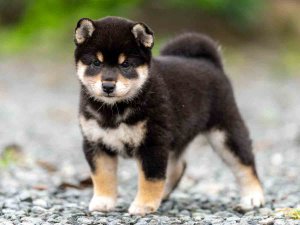 黒柴 黒柴(仔) 22 | HANSA