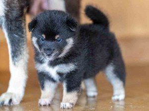 ID10002 創華の黒翔号 | 【柴犬.net】柴犬専門ブリーダー・犬舎の子犬販売