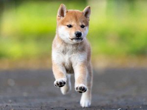 柴犬 春秋七錦号｜黒オス】七錦号の直子・日保本部賞受賞｜希少