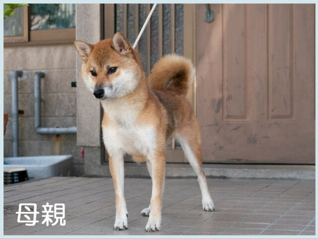 すず華号 すず華号