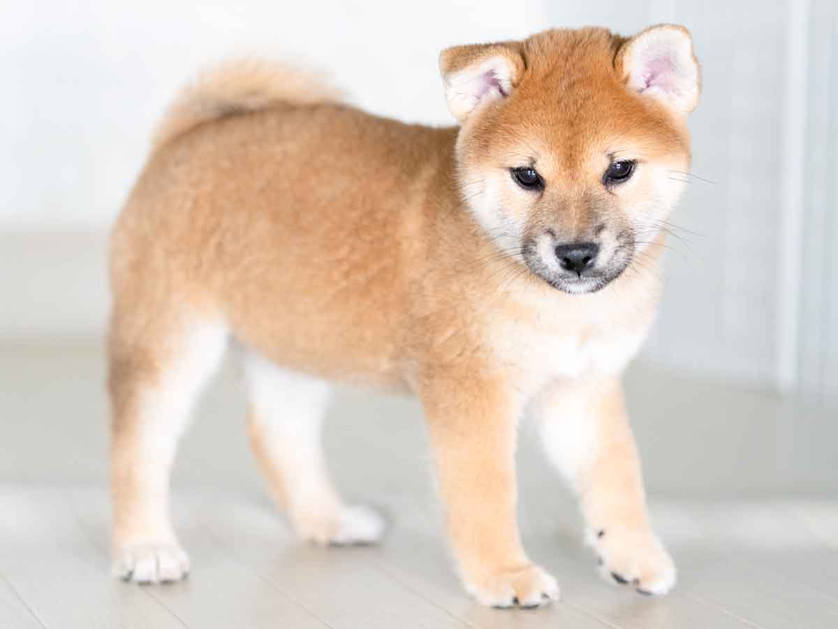 飼い主様決定の子犬 ID4137赤メス | 【柴犬.net】柴犬専門ブリーダー