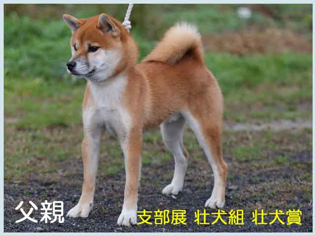豊後竜皇号 豊後竜皇号