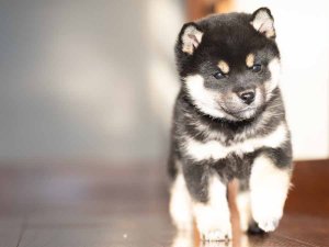 柴犬 春秋葵錦号｜黒オス】春秋七錦号の血統を継ぐ黒柴｜実績