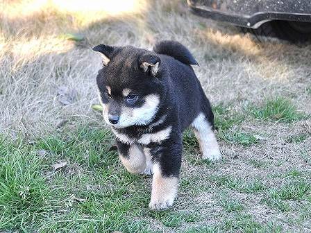 DSC_0260-shibainu-shibainu DSC_0260-shibainu-shibainu