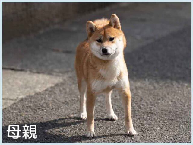 つかいふるしのいぬ 飼い主様決定の子犬 ID4168赤メス | 【柴犬.net】柴犬専門