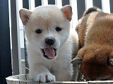 352SHIBA 352SHIBA
