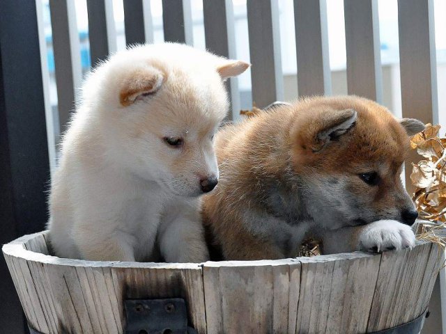 DSC_0001SHIBA DSC_0001SHIBA